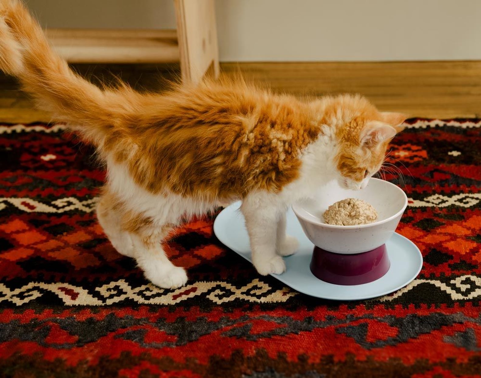 Gifts For New Cat Owners 2020 POPSUGAR Pets