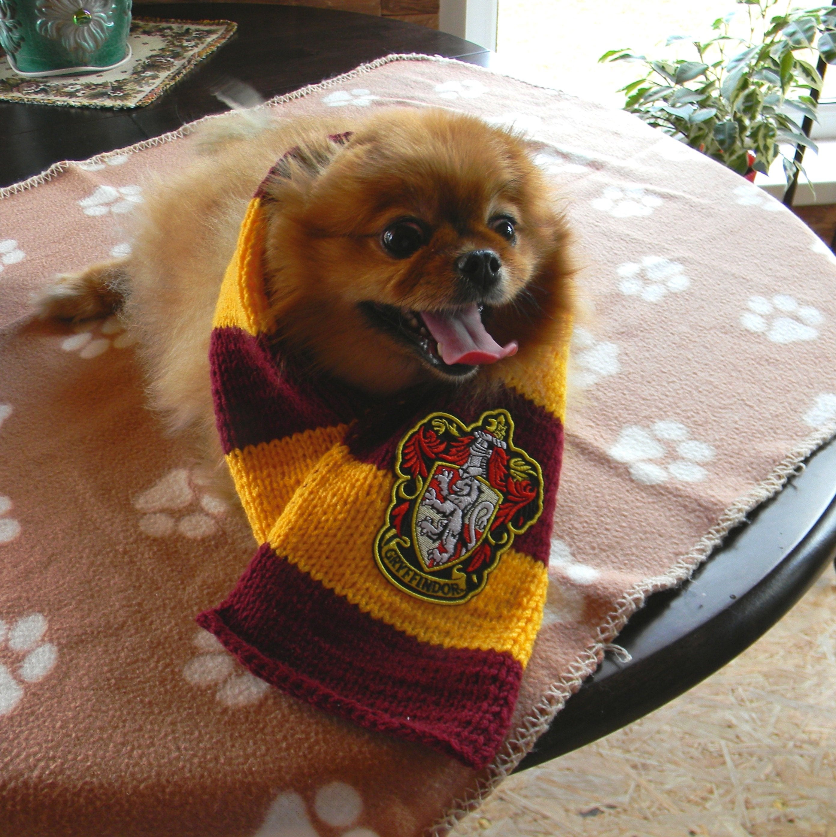 Harry Potter Costumes For Dogs and Cats PS UK Parenting
