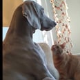 This Cat Trying to Get This Dog’s Attention Is Basically My Kids at 5 A.M. Every Damn Morning