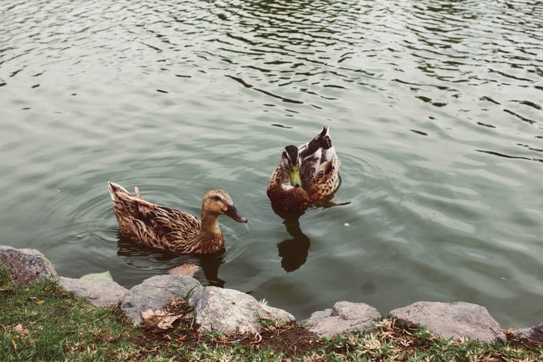 Feed some ducks together.