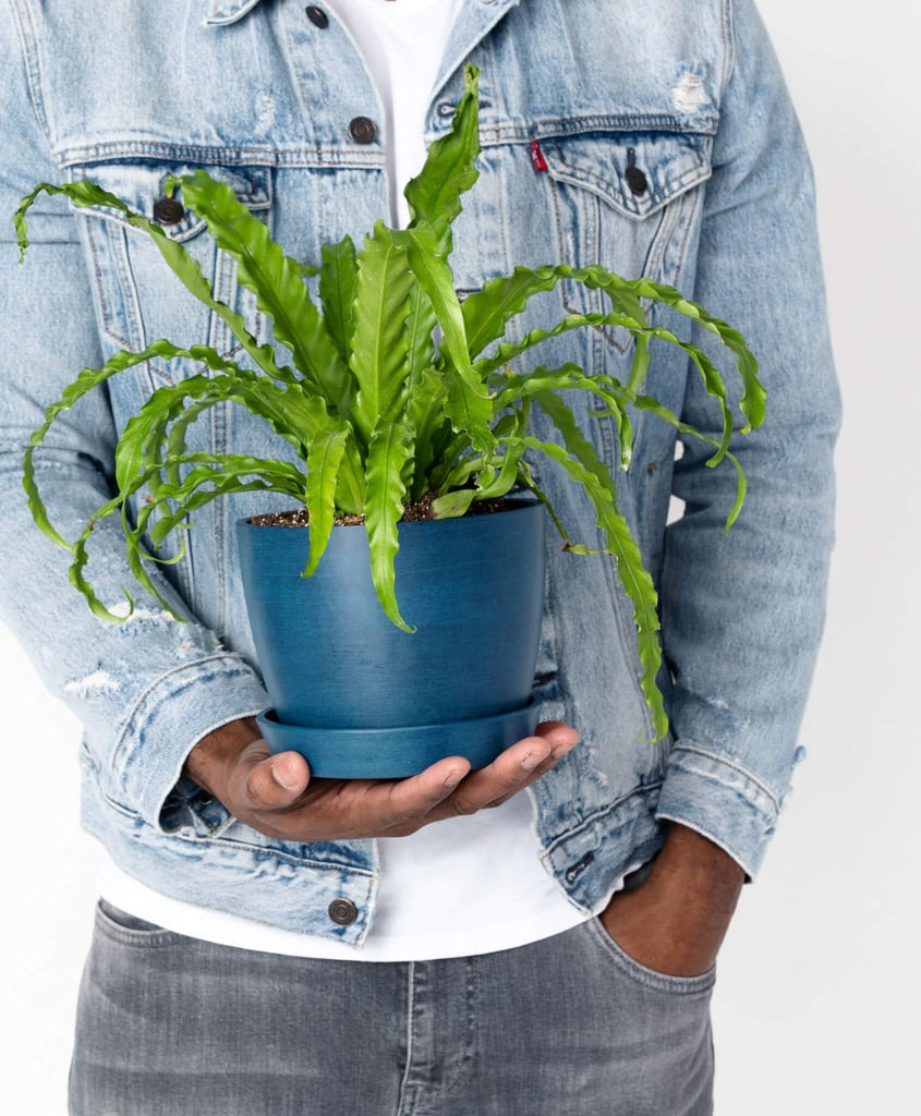 Potted Bird's Nest Fern