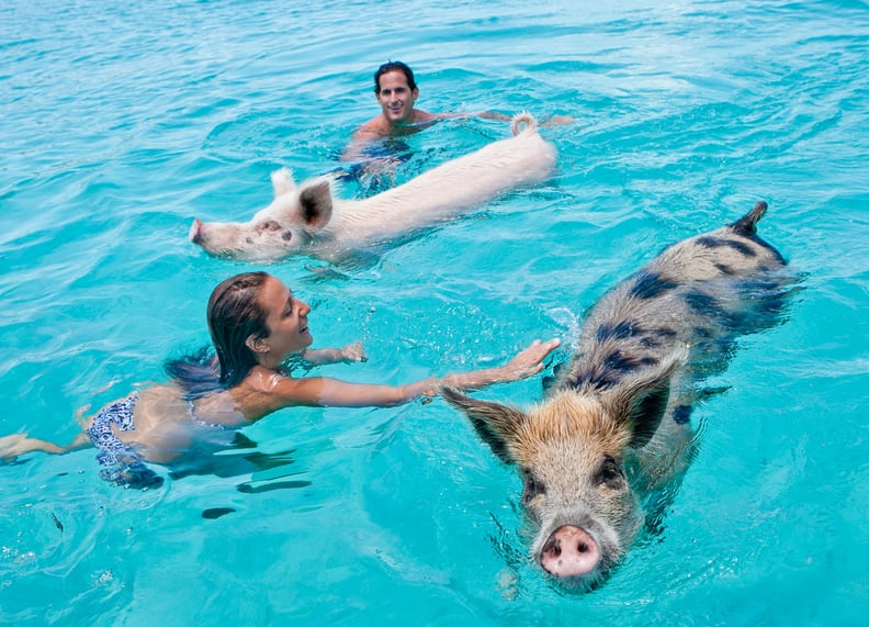 Pigs — Spot Cay, Bahamas