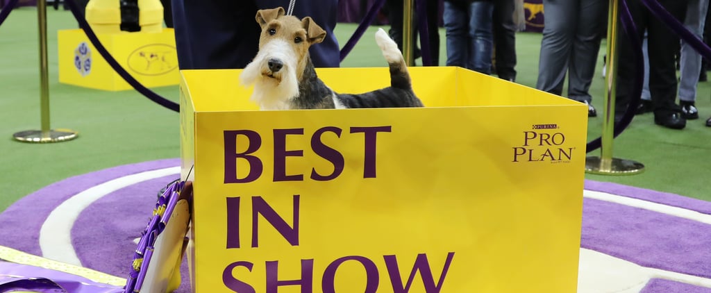 What Really Goes Into Being a Show Dog?