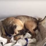 Rescued Dog Gets His First Real Bed | Video