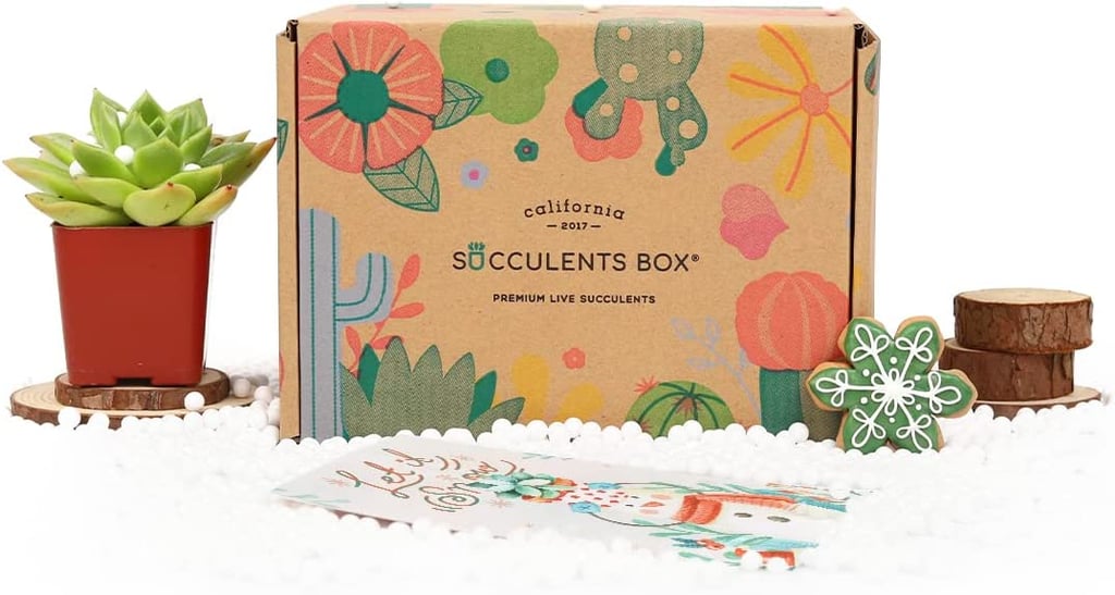 For Plant Parents: Succulents Box