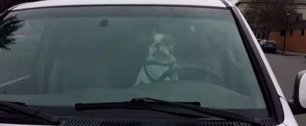 Dog Honking Horn | Video