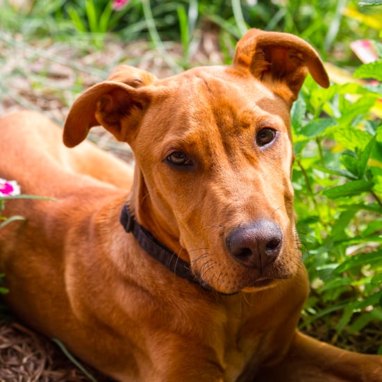How to Pet-Proof Your Garden