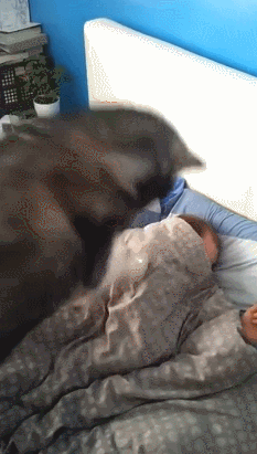 Best Animal GIFs of 2014