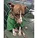 Abandoned Dog Wearing Christmas Sweater