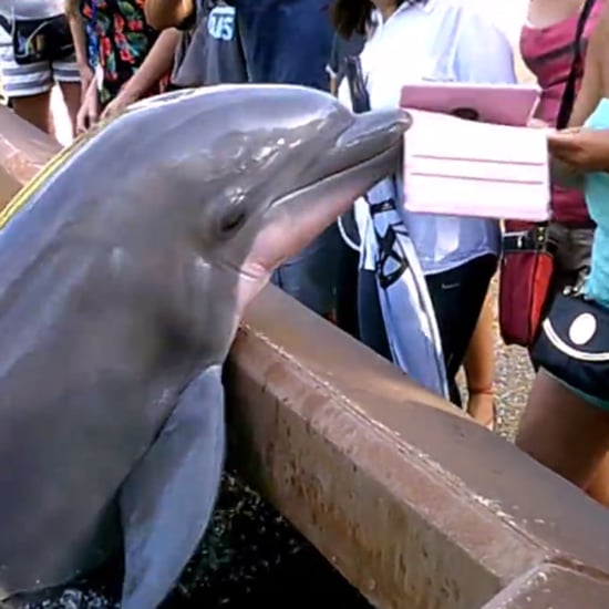 Dolphin Grabs iPad Video