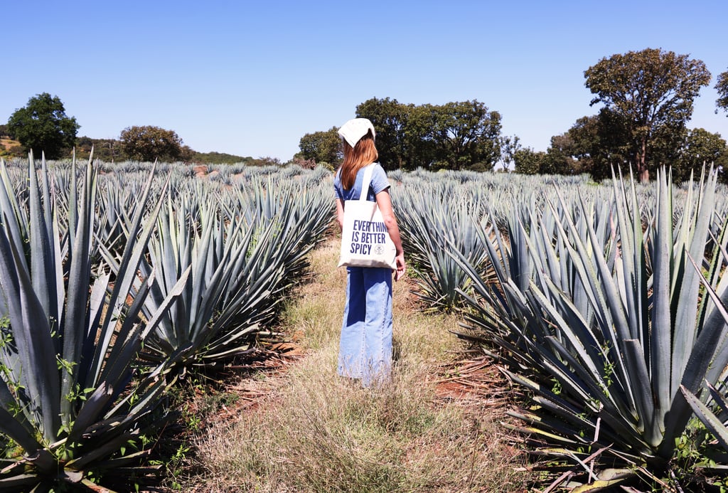 在墨西哥做什么:旅游龙舌兰酒酒厂和龙舌兰的农场