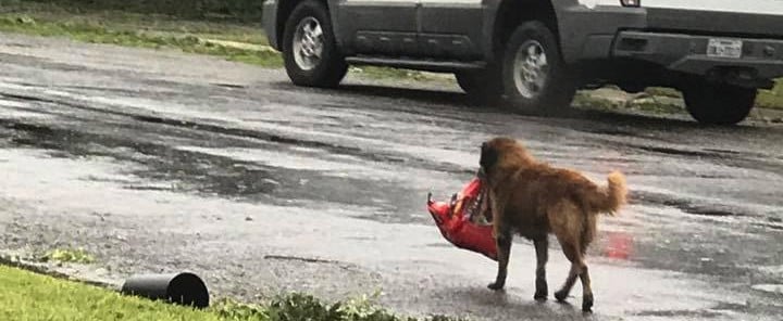 Dog Carrying Bag of Food Goes Viral After Hurricane Harvey