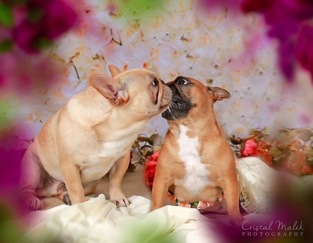 This Photographer Did a Maternity Shoot With French Bulldogs