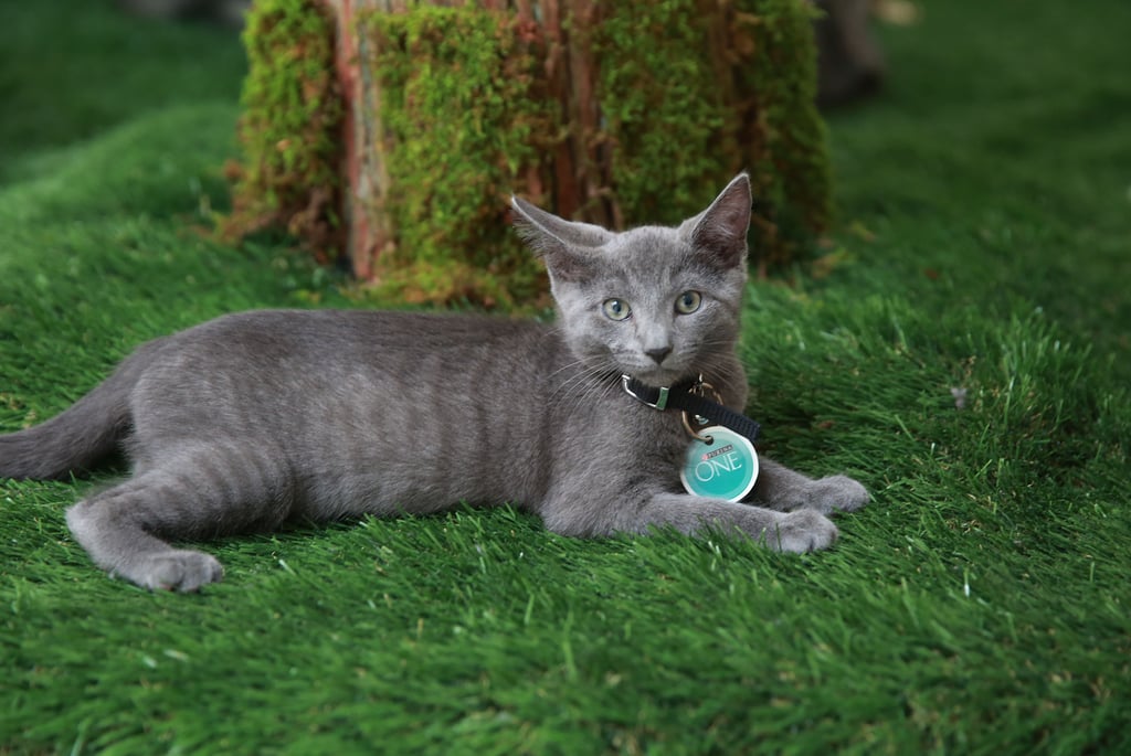 Purina ONE Cat Camp