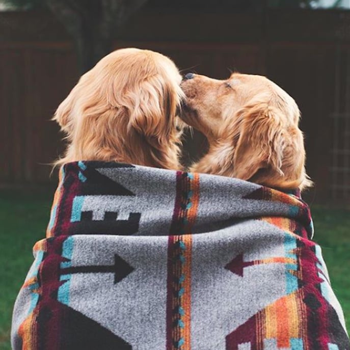 2 hotsell golden retrievers