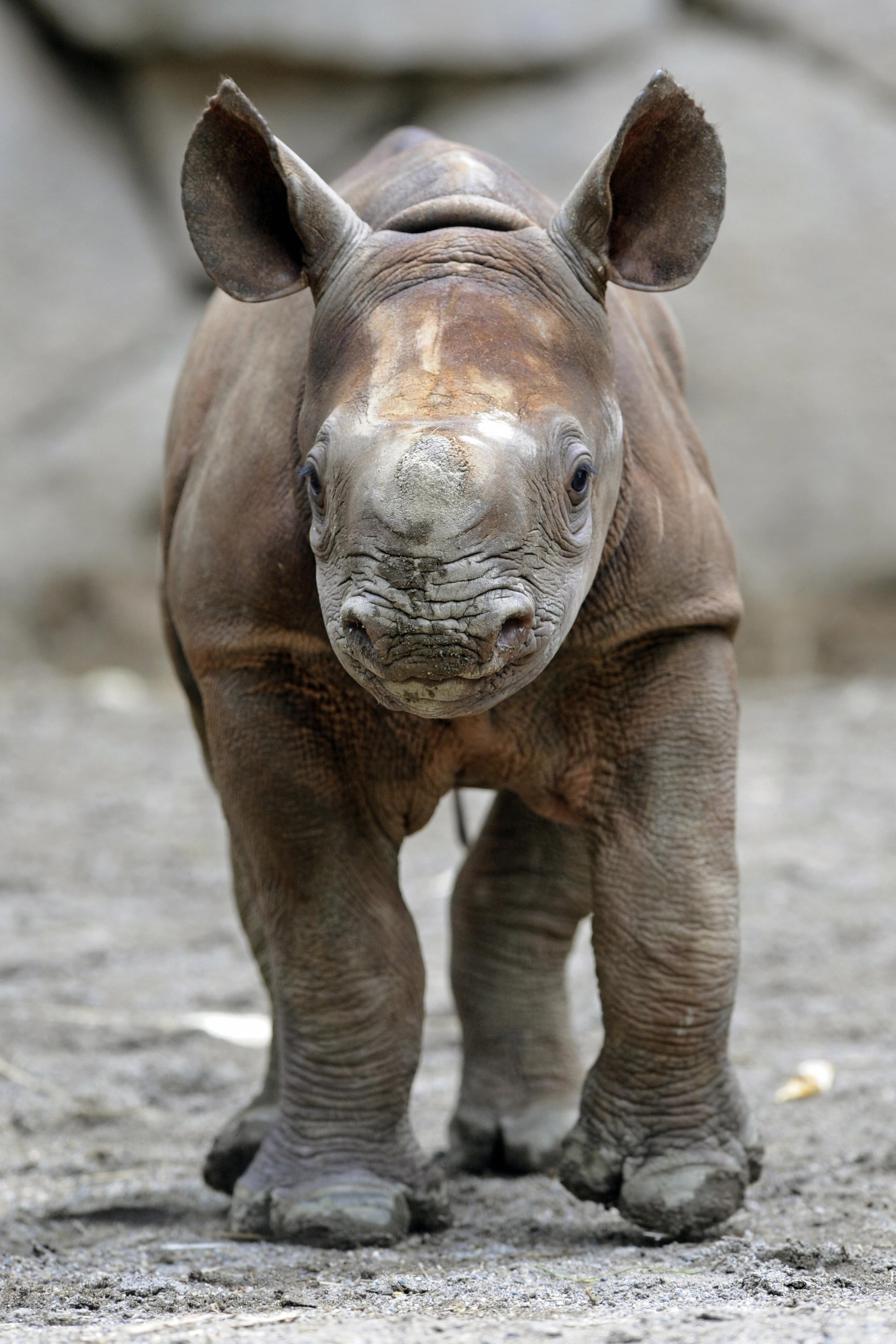 Baby Black Rhino at Tokyo's Ueno Zoo!