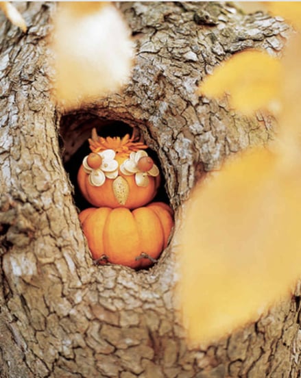 Wise Owl Pumpkin