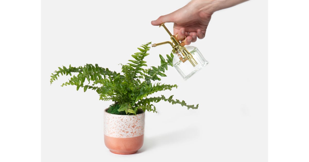 The Love Fern Unique Valentine’s Gifts From UrbanStems POPSUGAR