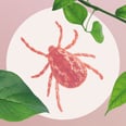 Why Doctors Can't Agree About Chronic Lyme Disease