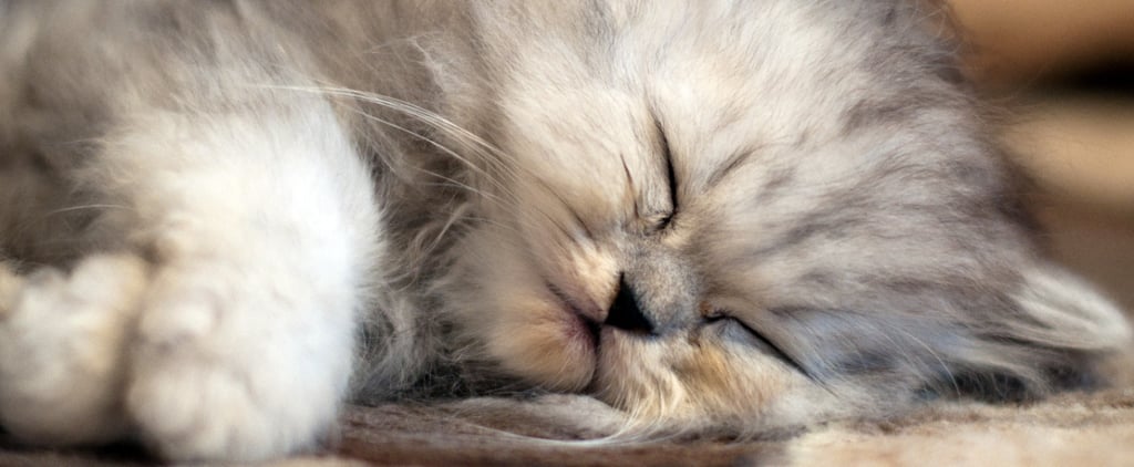 Trivia About Persian Cats