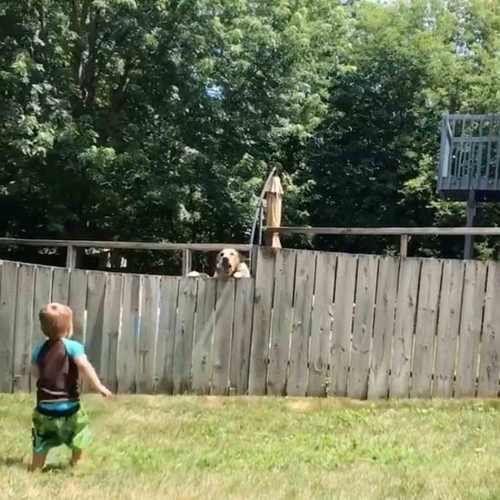 Toddler Plays Fetch With Neighbour's Dog