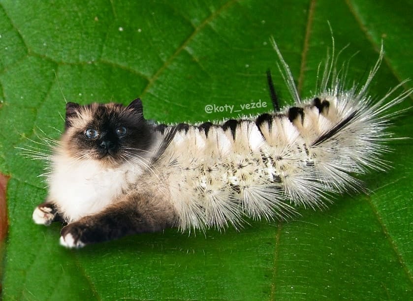 Caterpillar With a Cat's Face