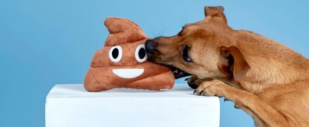 Best Pet Toys at Urban Outfitters
