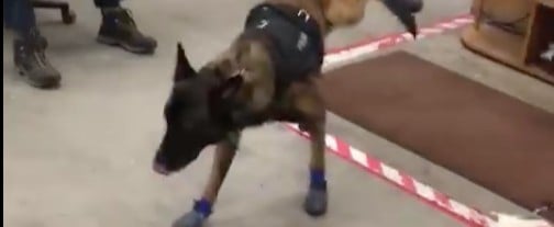 Video of a Police Dog Wearing Shoes For the First Time