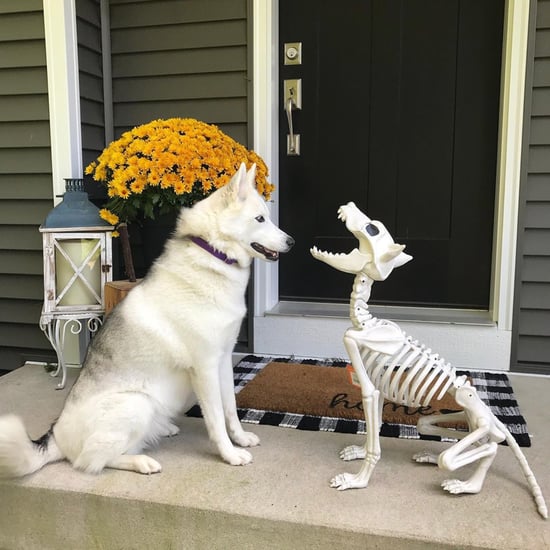 Target's Decorative Pet Skeletons Are Actually Pretty Cute