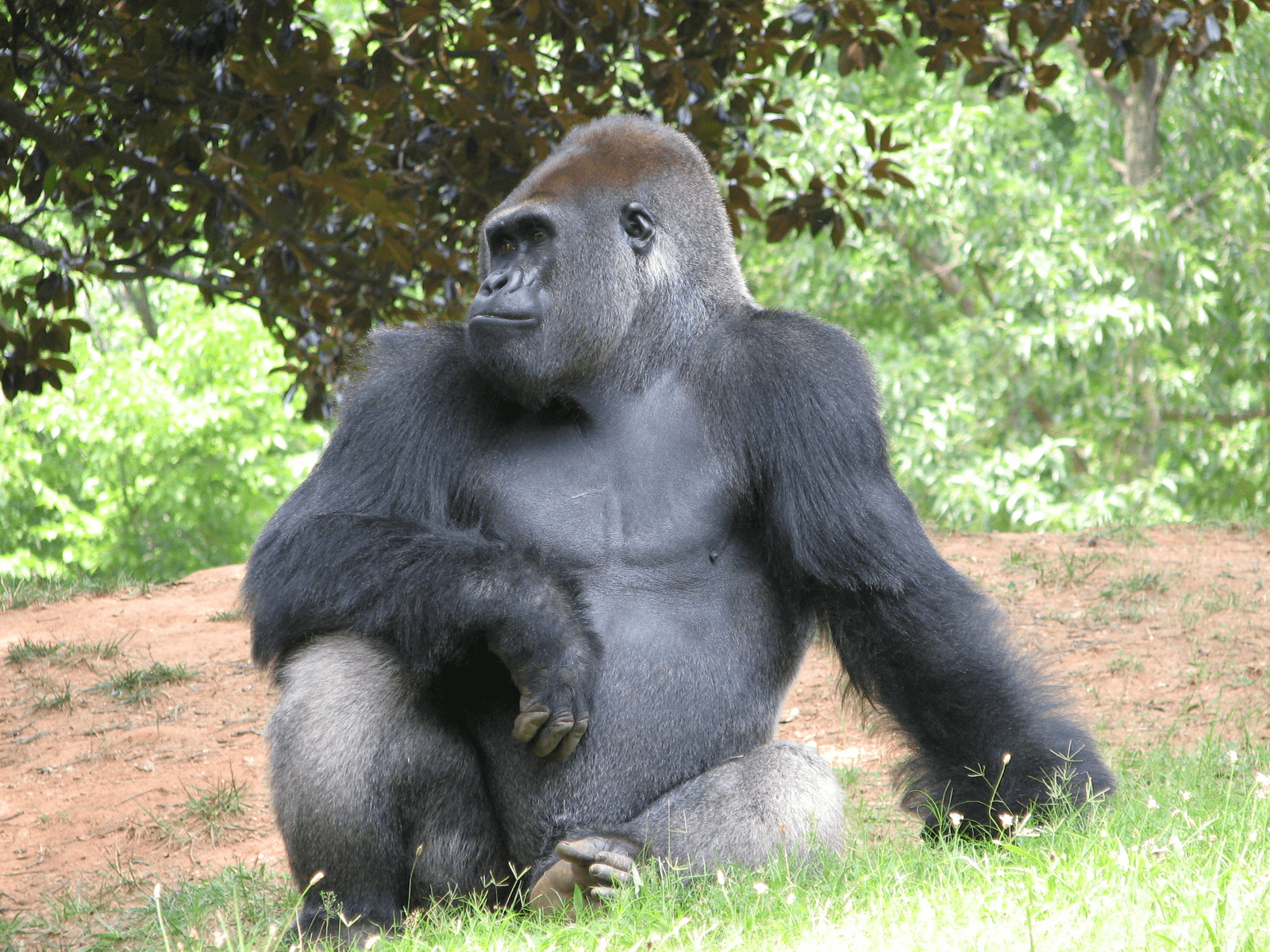 Gorilla Killed At Cincinnati Zoo Popsugar Pets