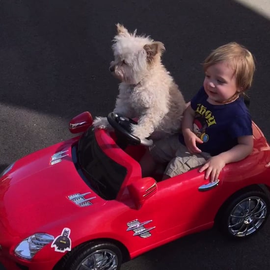 Dog Driving Car | Video