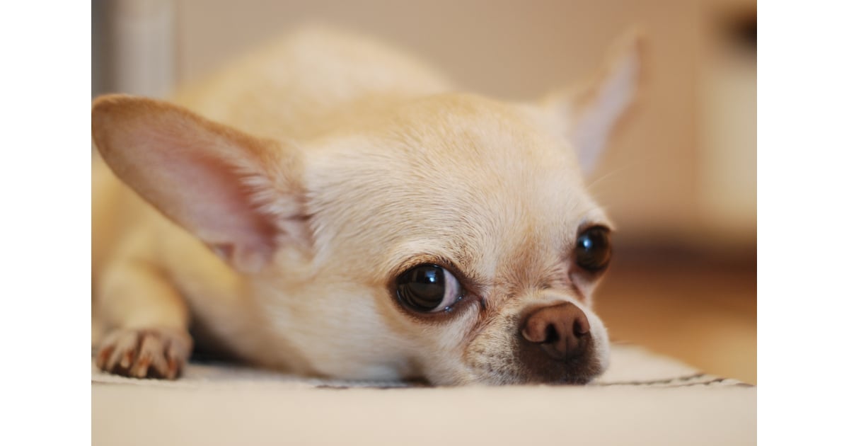 Cute Chihuahua Pictures | POPSUGAR Pets Photo 34