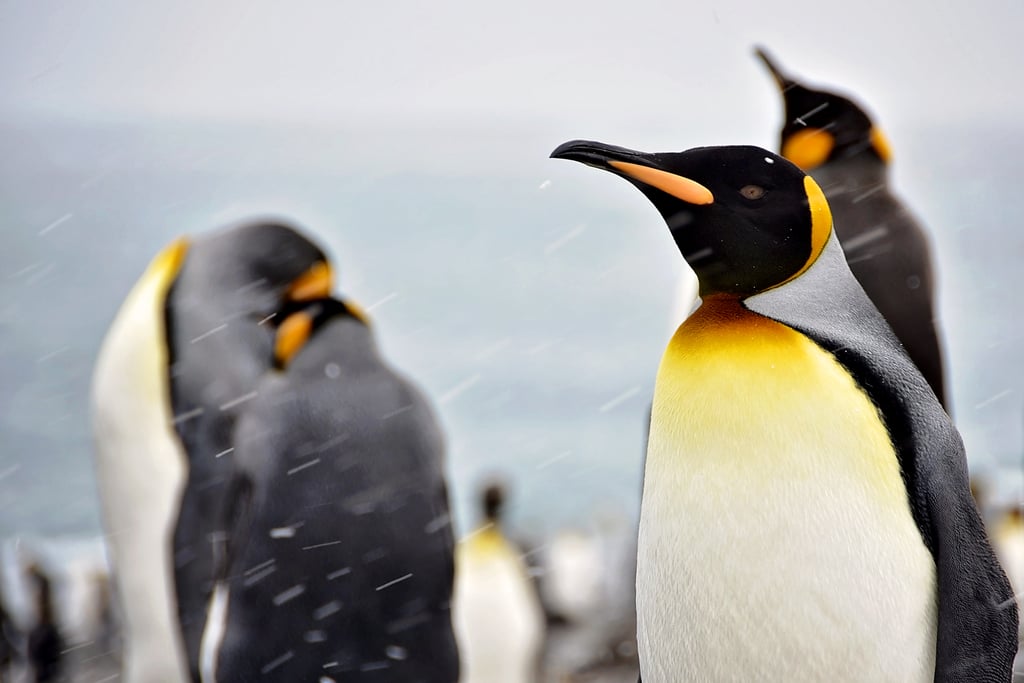 Antarctica King Penguins