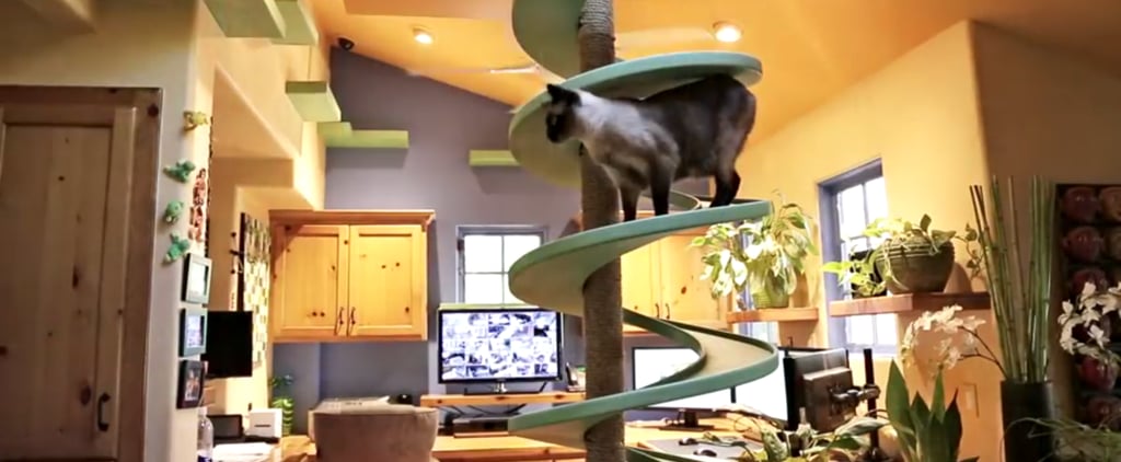 Man Turned His Home Into a Cat Playland