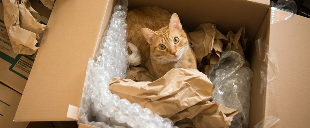 How Does Moving Affect My Cat?