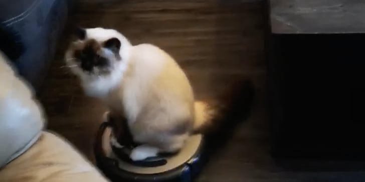Cat Riding on Roomba Vacuum Video POPSUGAR Pets