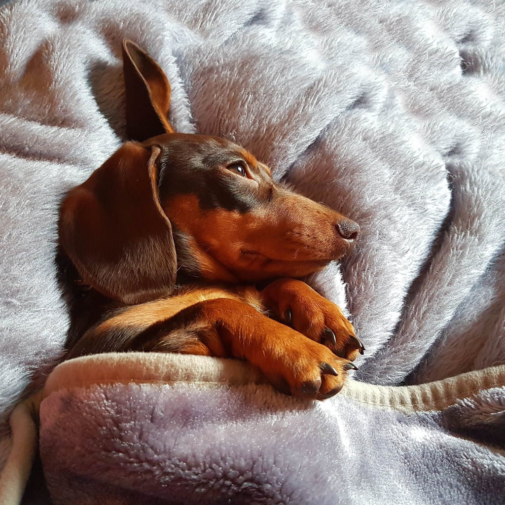 Cutest Dachshund Photos