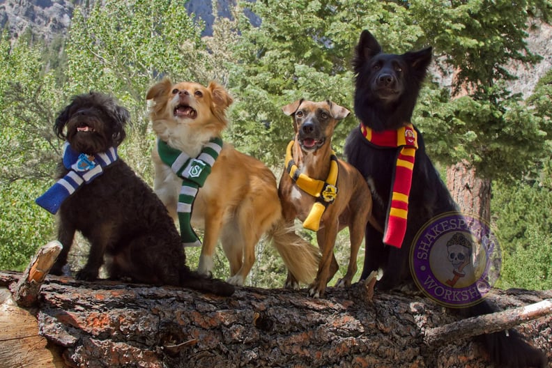 Harry Potter Costumes For Dogs and Cats PS UK Parenting