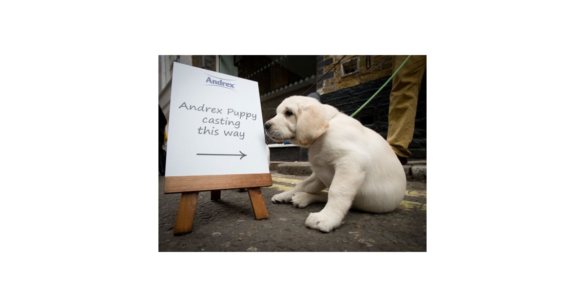 Andrex Puppy Audition For New Labrador Retriever Face of the British