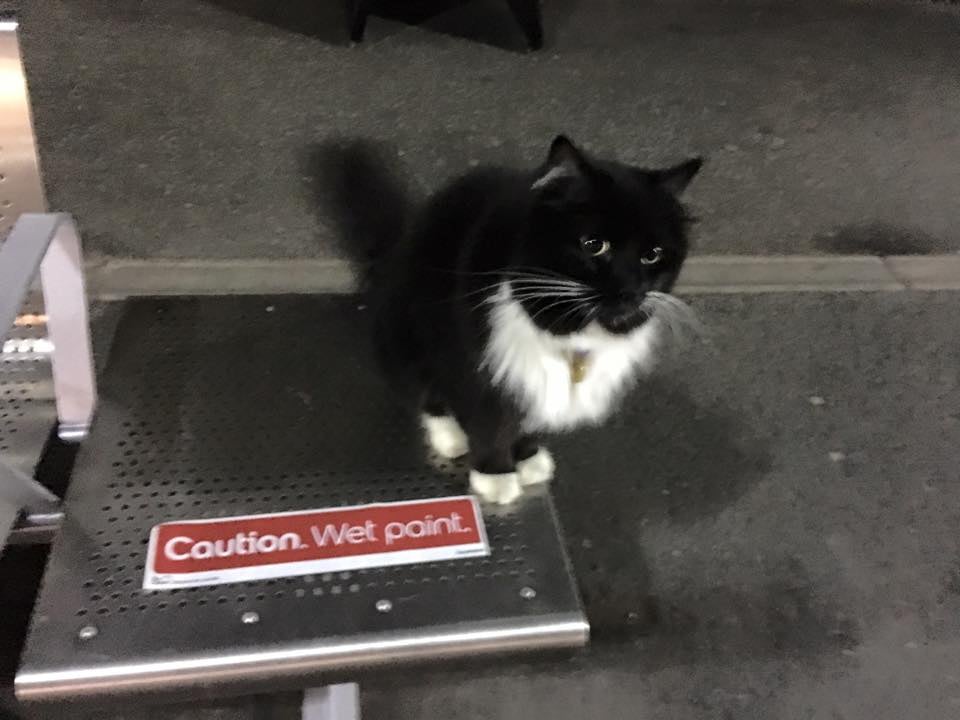 Train Station Cat
