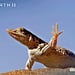 Dancing Lizard From Planet Earth II