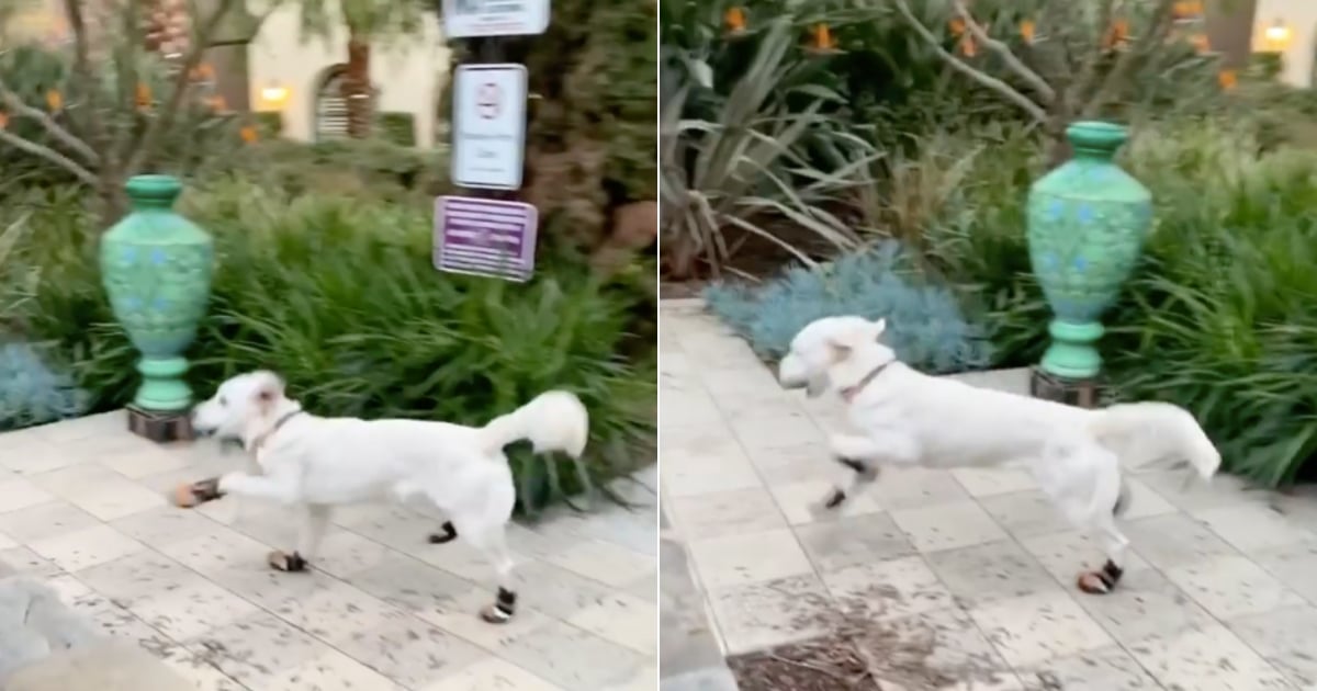 Golden Retriever Wearing Dog Booties Video POPSUGAR Pets