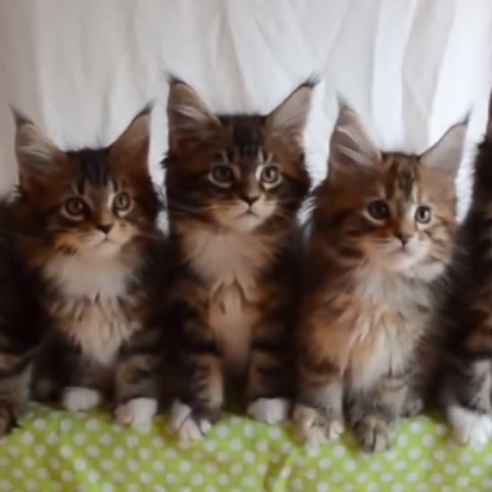 Cute and Cats POPSUGAR Pets