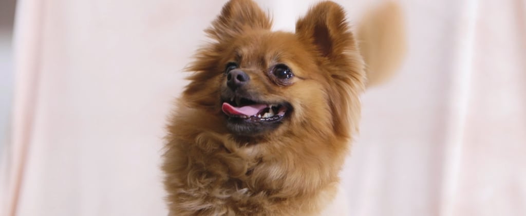 Puppy Blowouts Video