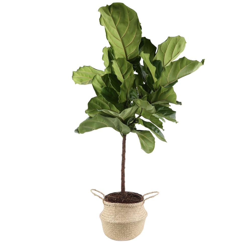 Ficus Lyrata Fiddle-Leaf Fig