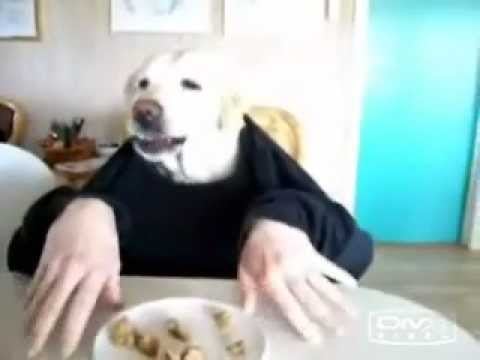 This snapback-wearing canine noshing like a pro.