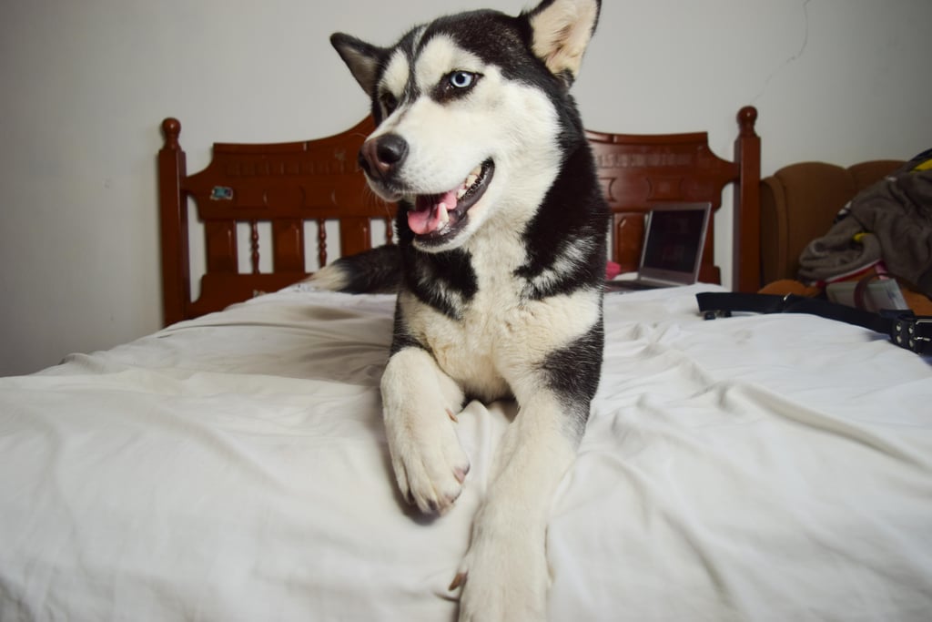 Cute Pictures of Huskies