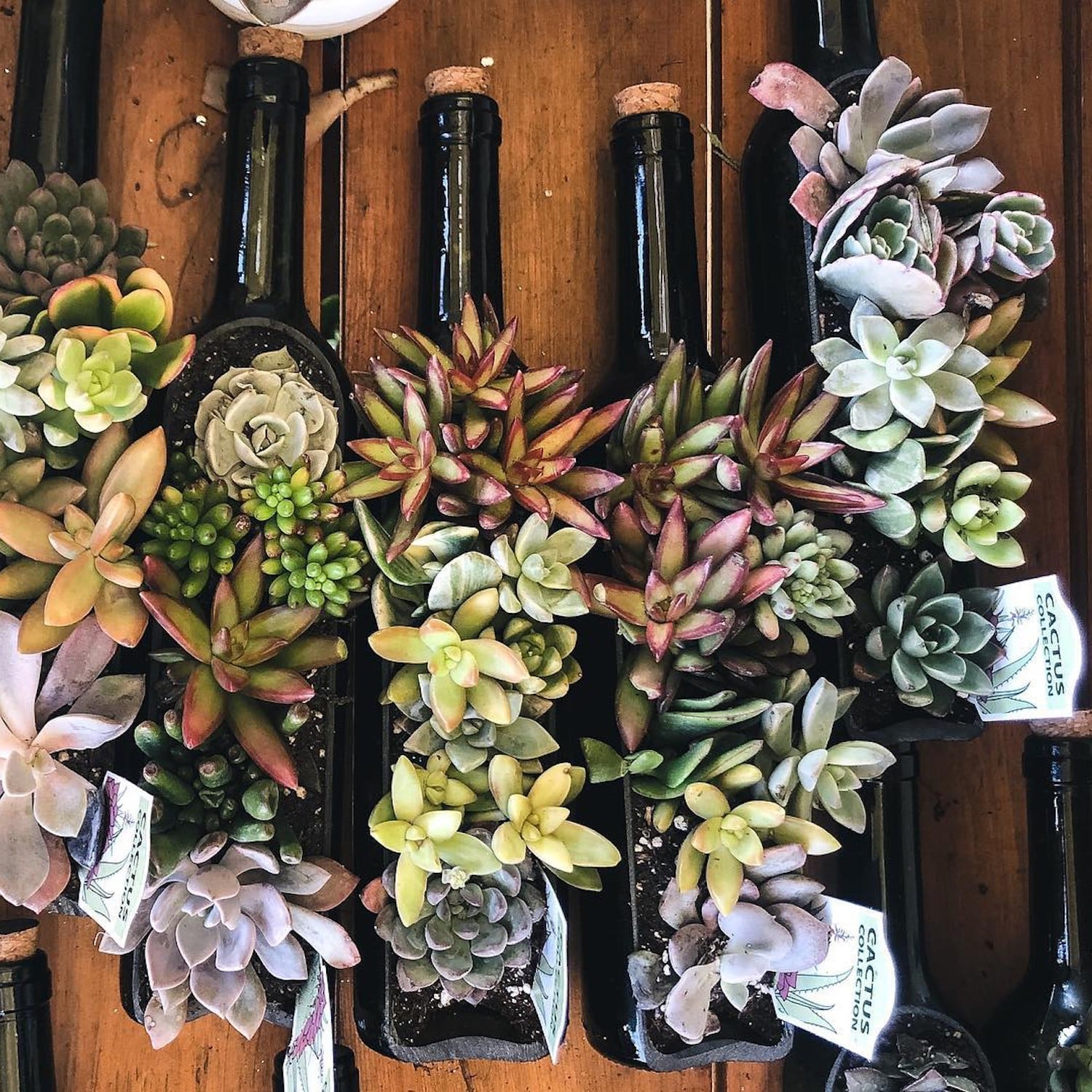 Trader Joe's Wine Bottle Succulent Gardens | PS Home