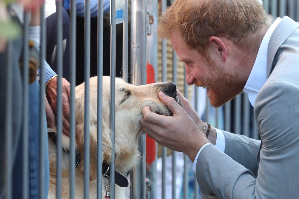 Prince Harry Petting Dogs in Sussex October 2018