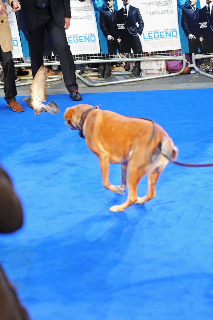 Tom Hardy's Dog at Legend Premiere